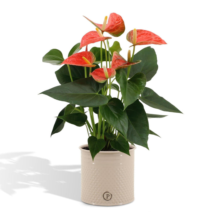 Anthurium Andreanum Prince Of Orange Inkl. Ren Sink - 45Cm - Ø12