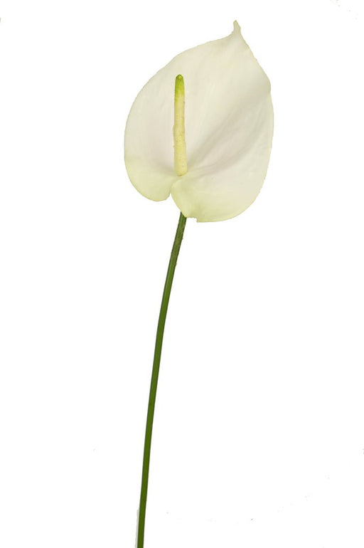 Hvit Kunstig Anthurium