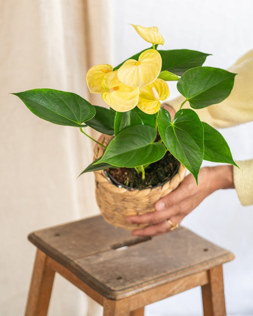 Anthurium Sitron