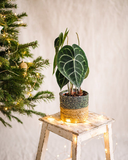 Juleanthurium