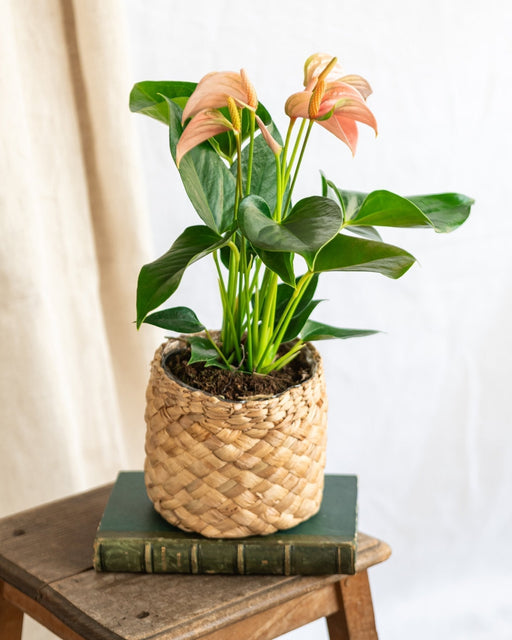 Anthurium Fersken