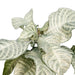 Aphelandra White Wash H25Cm