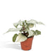 Aphelandra White Wash H25Cm