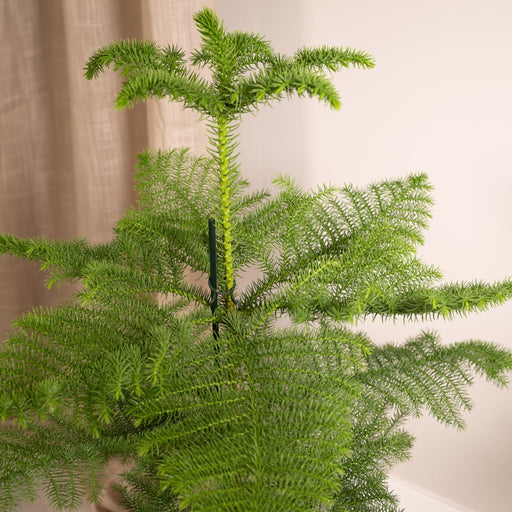 Araucaria