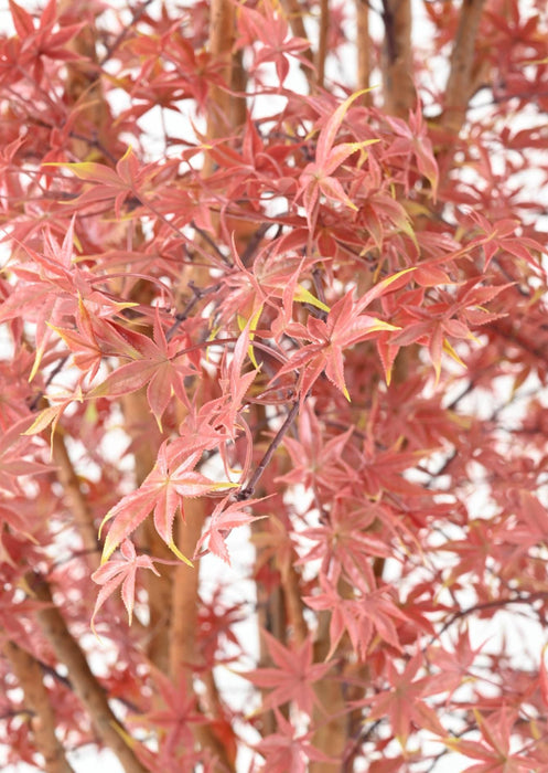 Aralia Rødt Kunsttre 270Cm For Utendørs