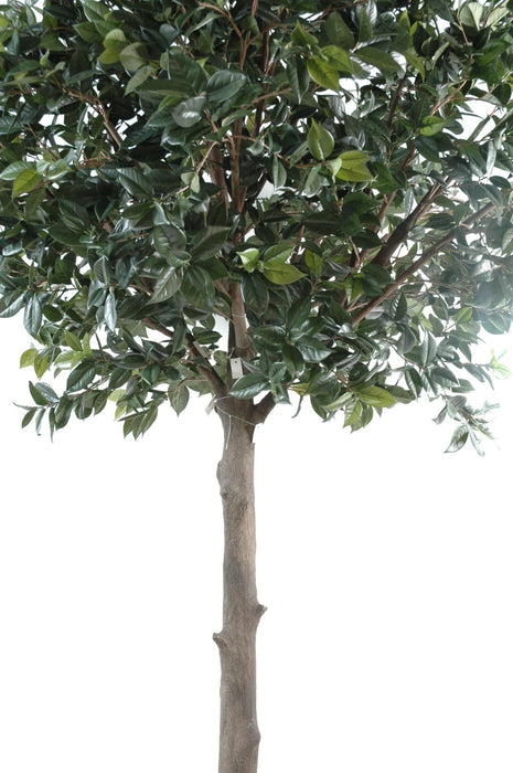 Kunstig Camellia Japonica Tree 300Cm Interiørdekorasjon