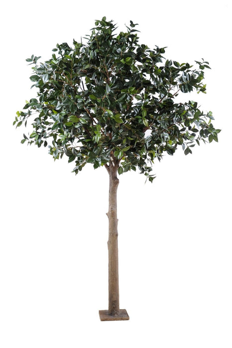 Kunstig Camellia Japonica Tree 300Cm Interiørdekorasjon