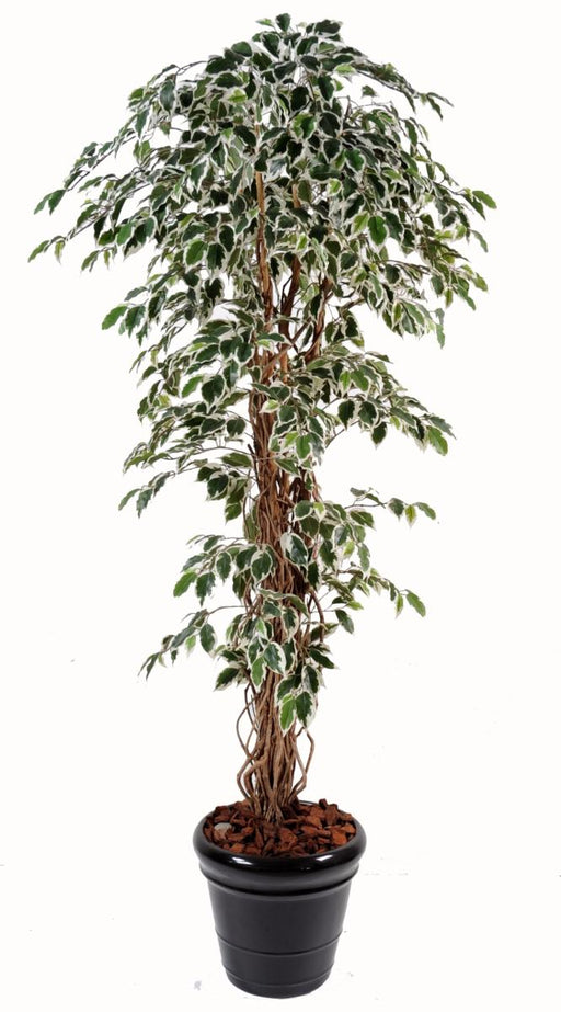 Kunstig Ficus Lianes Tre 210 Cm Inneplante