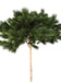 Artificial Furu Paraply Tree 210 Cm For Innendørs