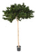 Artificial Furu Paraply Tree 210 Cm For Innendørs