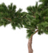 Artificial Pine Paraply Tree Innendørs H.240Cm