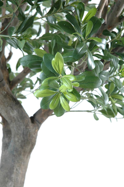 Kunstig Pittosporum Tree 260 Cm Interiørdekorasjon