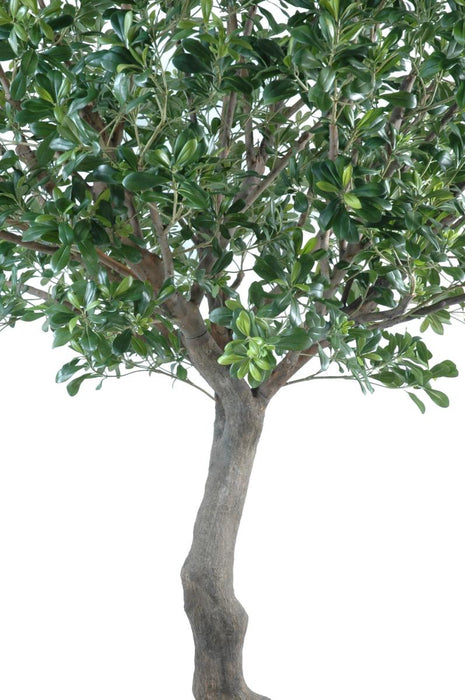 Kunstig Pittosporum Tree 260 Cm Interiørdekorasjon