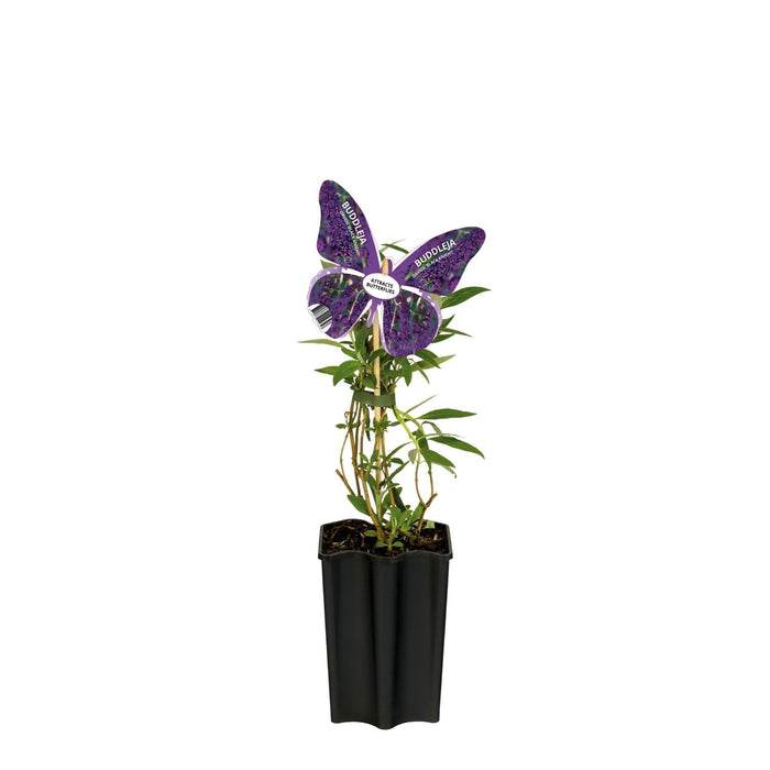 Lilla Sommerfugltre D15Cm H55Cm