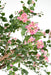 Kunstig Bougainvillea Tree 280 Cm Innendørs Rosa