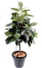 Kunstig Ficus Tree 150 Cm Syntetisk Plante