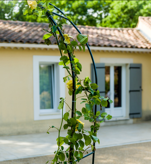 Hagebue Klatring I Rosebue