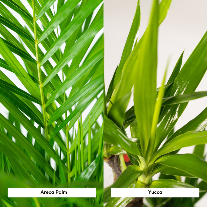 Areca, Yucca, Duo Of Plants H130Cm