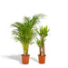 Areca, Yucca, Duo Of Plants H130Cm