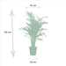 Areca, Yucca, Duo Of Plants H130Cm