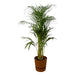 Areca Palm - ↨110Cm - Ø21Cm Elho Brun Gryte Inkludert