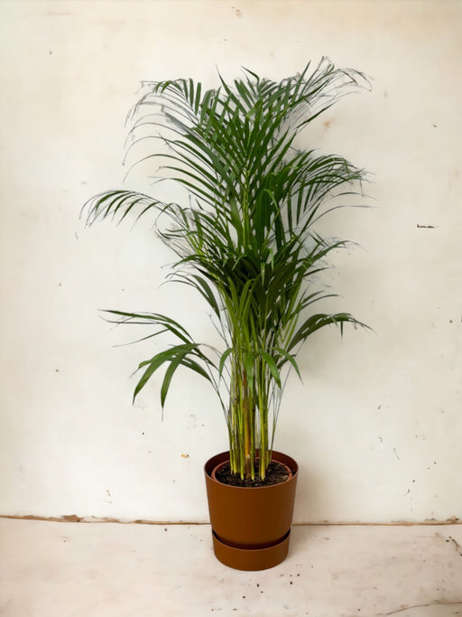 Areca Palm - ↨110Cm - Ø21Cm Elho Brun Gryte Inkludert