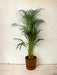 Areca Palm - ↨110Cm - Ø21Cm Elho Brun Gryte Inkludert