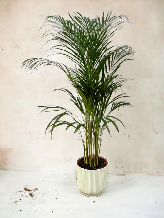 Areca Palm - ↨110Cm - Ø21Cm Potte Elho Vibes Hvit