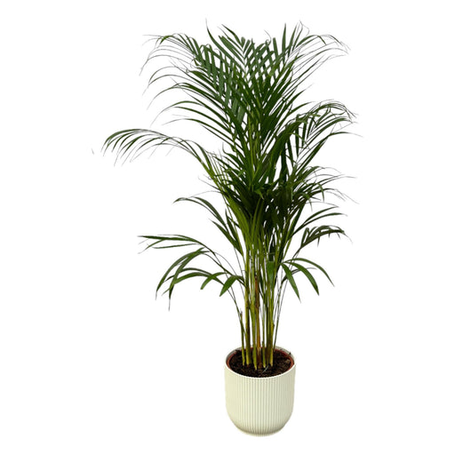 Areca Palm - ↨110Cm - Ø21Cm Potte Elho Vibes Hvit