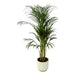 Areca Palm - ↨110Cm - Ø21Cm Potte Elho Vibes Hvit