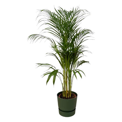 Areca Palm - ↨110Cm - Ø21Cm Inkludert Elho Greenville Rund Grønn D24Xh23