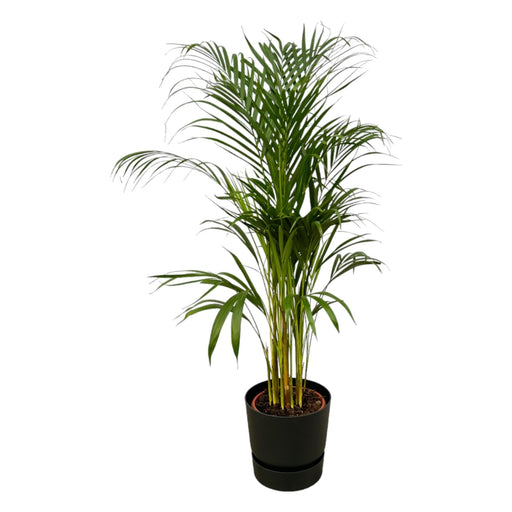 Areca Palm - ↨110Cm - Ø21Cm Inkludert Elho Greenville Round Zwart D24Xh23