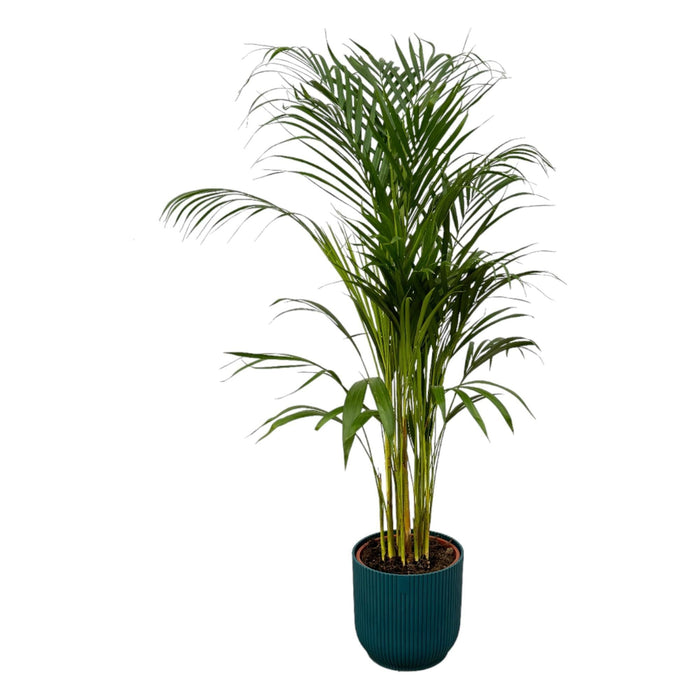 Areca Palm - ↨110Cm - Ø21Cm Inkludert Elho Vibes Fold Rund Blauw D22Xh20