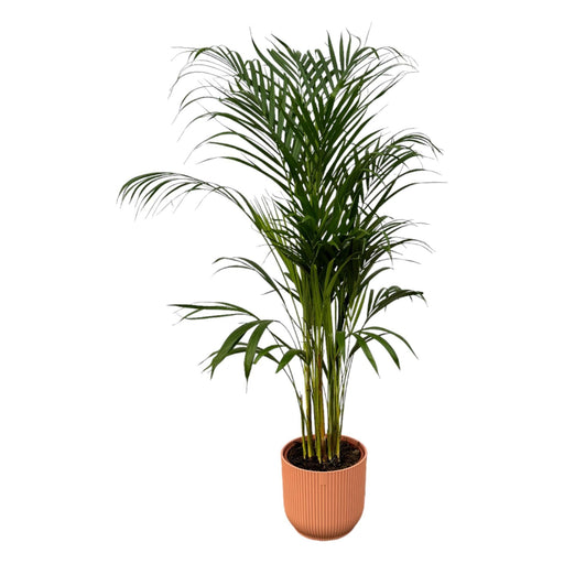 Areca Palm - ↨110Cm - Ø21Cm Inkludert Elho Vibes Fold Round Roze D22Xh20