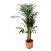 Areca Palm - ↨110Cm - Ø21Cm Inkludert Elho Vibes Fold Round Roze D22Xh20