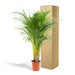 Areca Palm