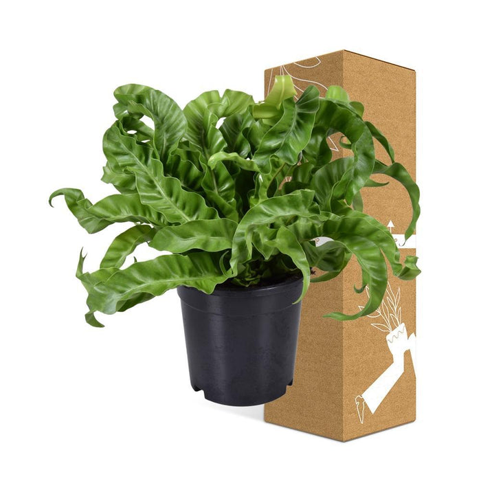 Asplenium 'Antiquum'