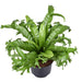 Asplenium 'Crissie'