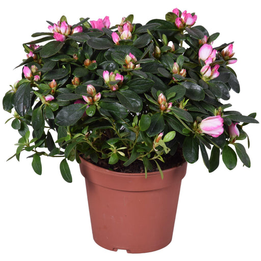 Azalea Helmutt Vogel D14Cm - Blomstrende Plante