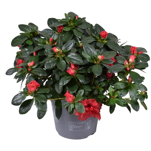 Jimmy Red Azalea - Blomstrende Utendørs Plante