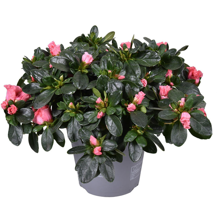 Rosa Azalea - Blomstrende Utendørs Plante