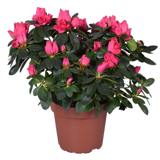 Vintage Pink Azalea - Blomstrende Utendørs Plante