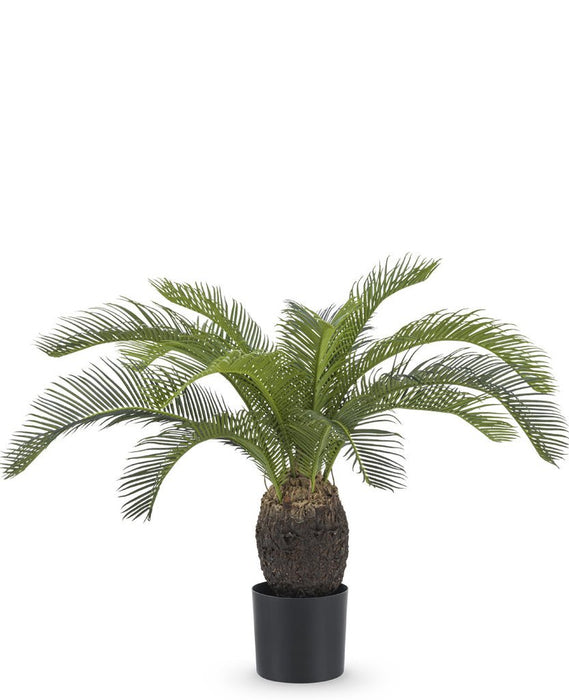 Baby Cycas - Kunstig Håndflate