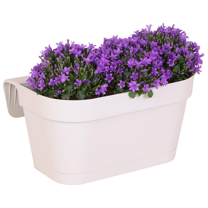 Hvit Balkonbak Med 3 Fiolette Campanula Addenda - Bells