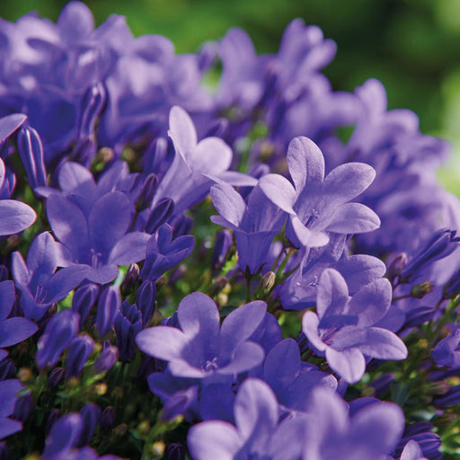 Hvit Balkonbak Med 3 Fiolette Campanula Addenda - Bells