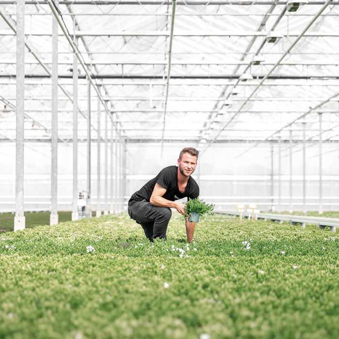 Hvit Balkonbak Med 3 Fiolette Campanula Addenda - Bells