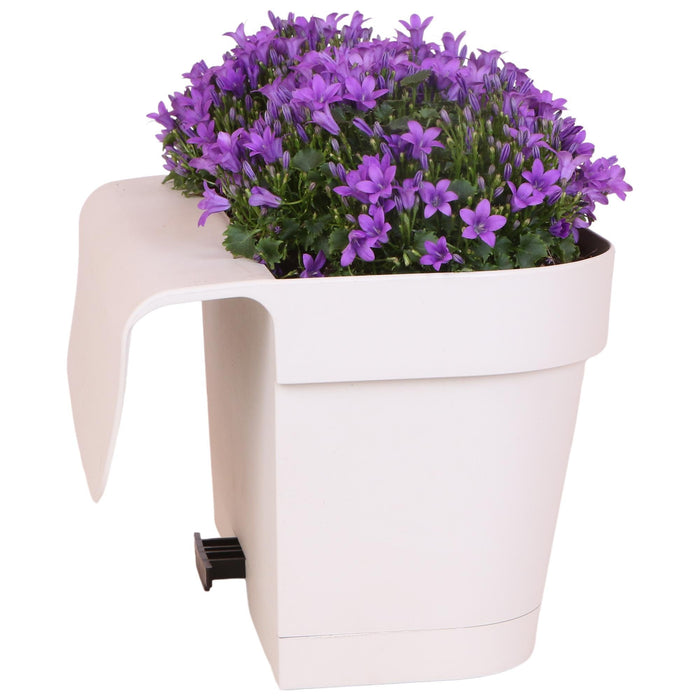 Hvit Balkonbak Med 3 Fiolette Campanula Addenda - Bells