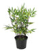 Kunstig Bambus I Pot 60 Cm Black Cannage