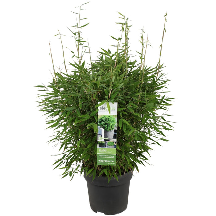 Bambus - Fargesia 'Moontars'® Boobux - ↨70 Cm - Ø29 - Utendørs Plante