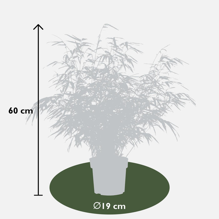 Bambus - Fargesia Rufa - ↨60Cm - Ø19 - Uteanlegg